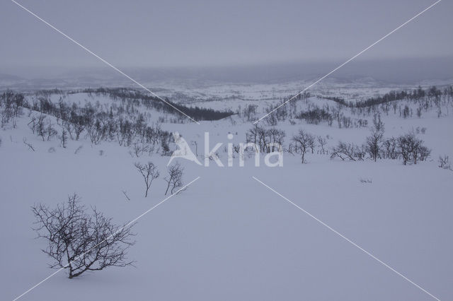 Hardangervidda National Park