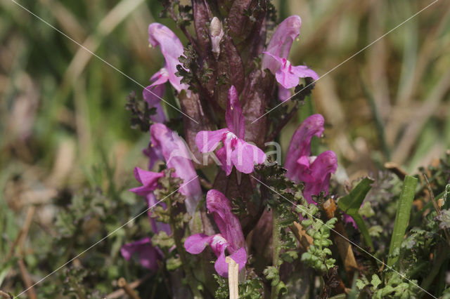 Heidekartelblad (Pedicularis sylvatica)