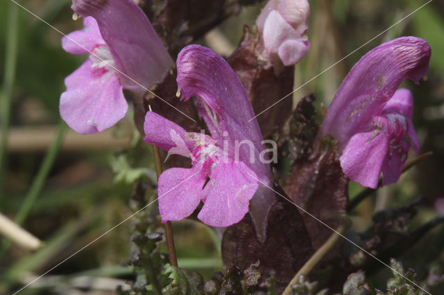 Heidekartelblad (Pedicularis sylvatica)