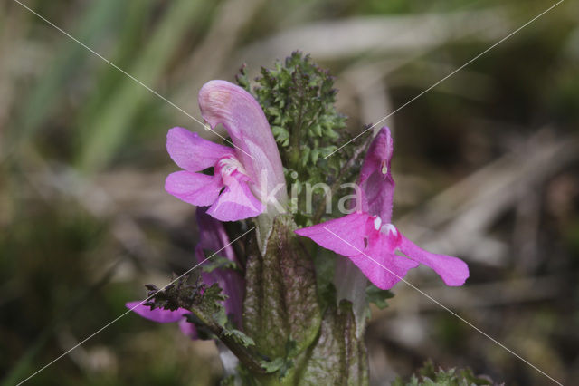 Heidekartelblad (Pedicularis sylvatica)