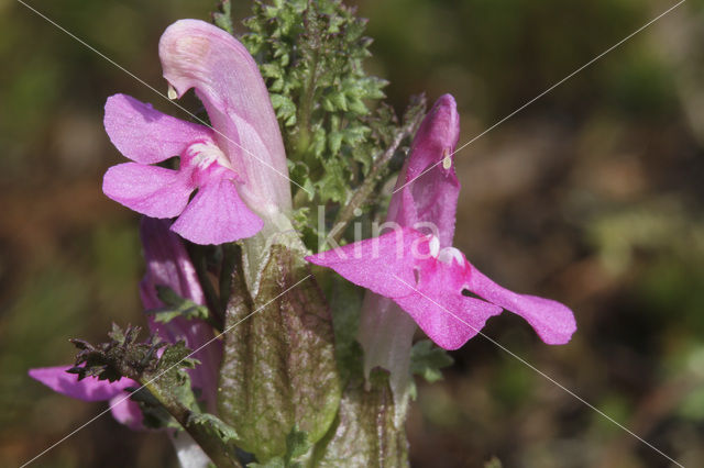 Heidekartelblad (Pedicularis sylvatica)