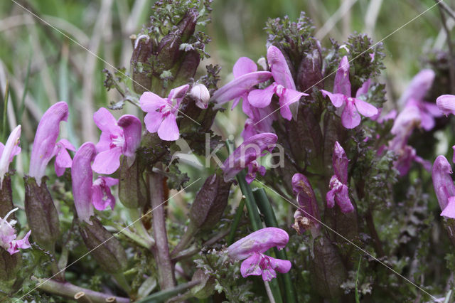 Heidekartelblad (Pedicularis sylvatica)