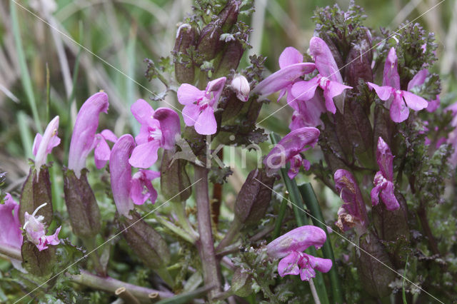 Heidekartelblad (Pedicularis sylvatica)