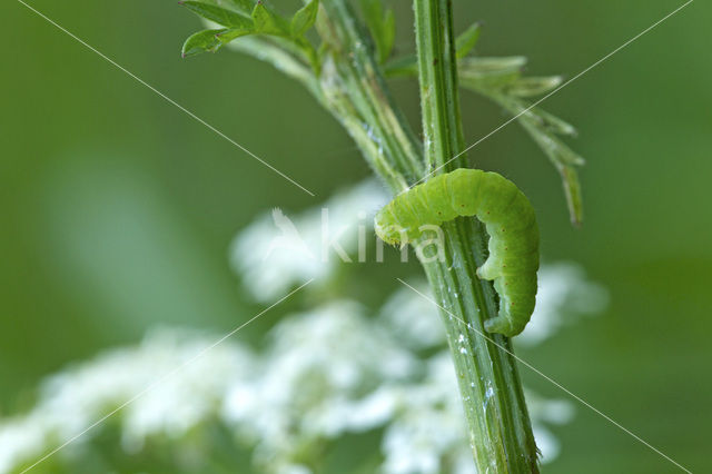 Herfstspanner (Epirrita dilutata)