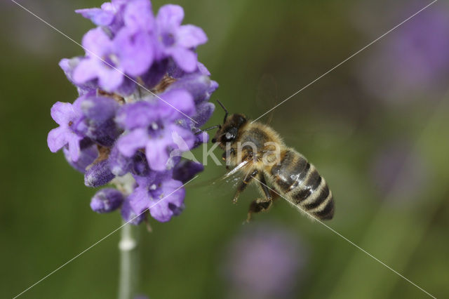 Honey bee (Apis mellifera)