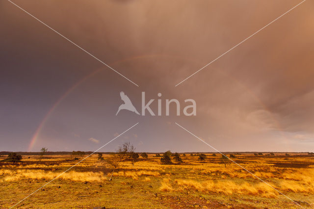 Hoog Buurlose Heide