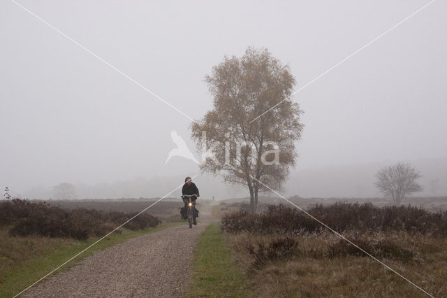 Hoorneboegse Heide