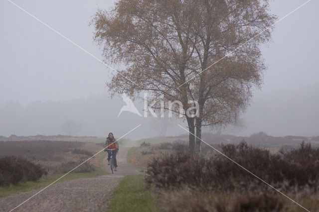 Hoorneboegse Heide