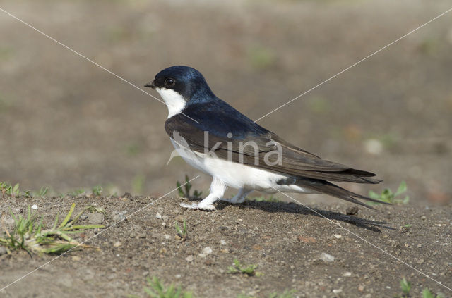 Common House-Martin (Delichon urbicum)
