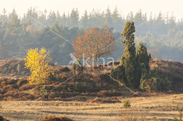 common juniper (Juniperus communis)