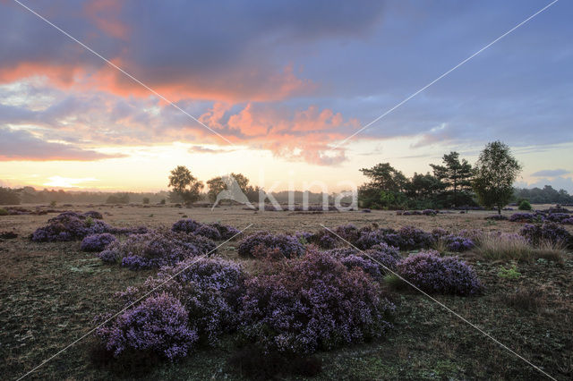 common juniper (Juniperus communis)