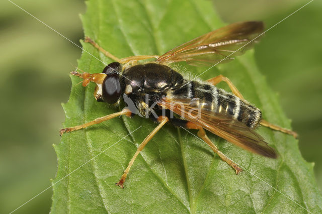 Caliprobola speciosa