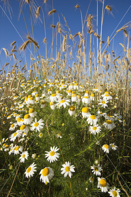 Camomile (Matricaria spec.)