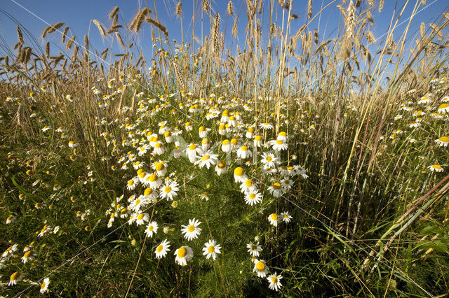 Camomile (Matricaria spec.)