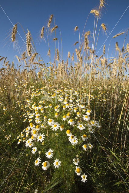 Camomile (Matricaria spec.)