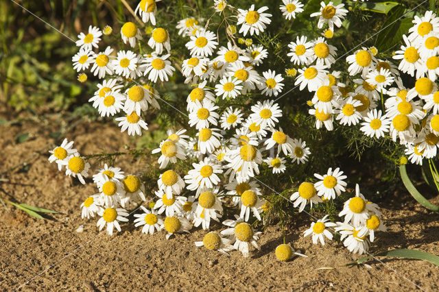 Camomile (Matricaria spec.)