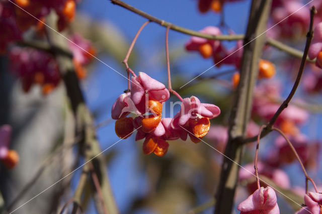 Kardinaalsmuts (Euonymus hamiltonianus)