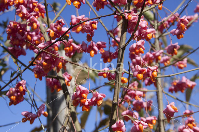 Kardinaalsmuts (Euonymus hamiltonianus)