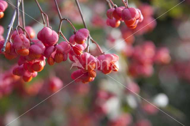 Kardinaalsmuts (Euonymus hamiltonianus)