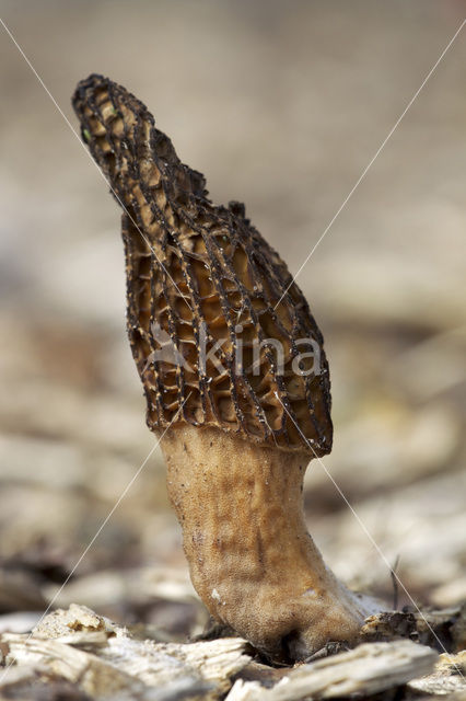 Kegelmorielje (Morchella elata)