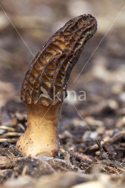 Kegelmorielje (Morchella elata)