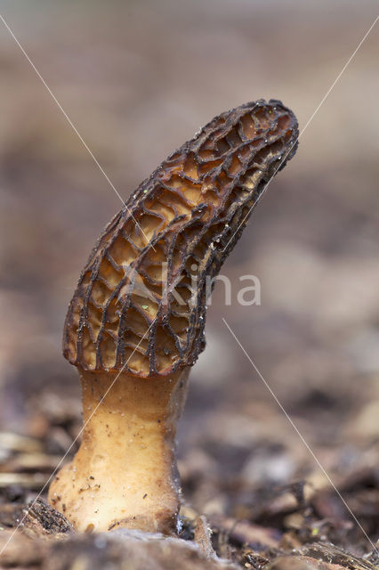 Kegelmorielje (Morchella elata)