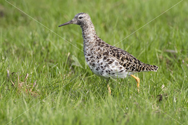 Kemphaan (Philomachus pugnax)