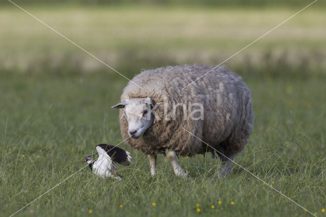 Kievit (Vanellus vanellus)