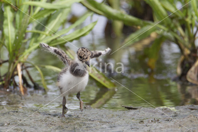 Lapwing (Vanellus vanellus)