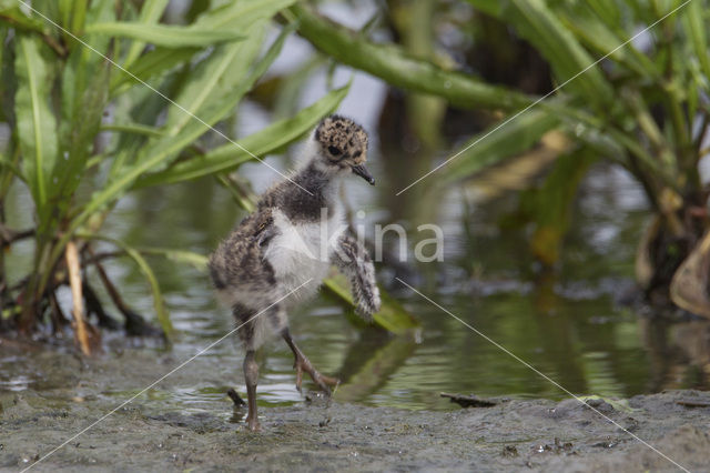 Kievit (Vanellus vanellus)