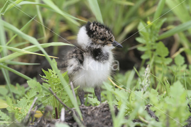 Lapwing (Vanellus vanellus)