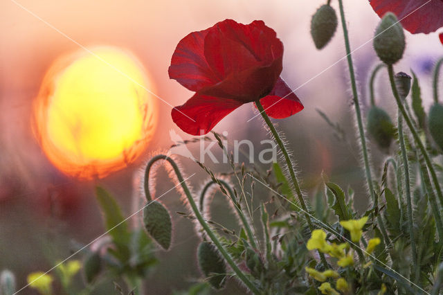 Klaproos (Papaver spec.)