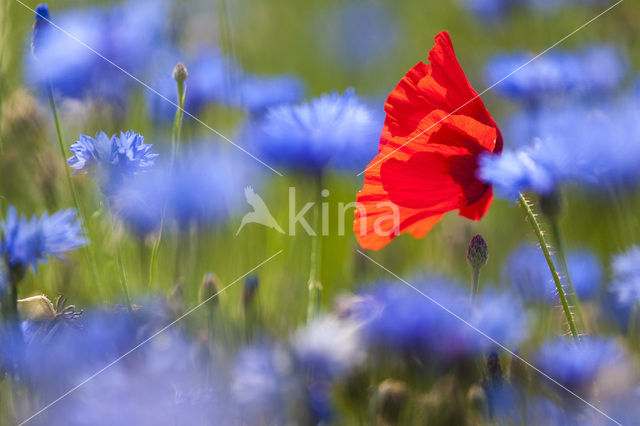 Klaproos (Papaver spec.)