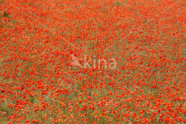 Klaproos (Papaver spec.)