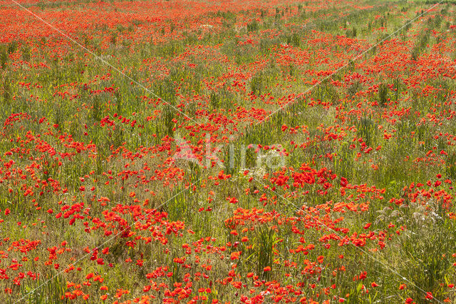 Klaproos (Papaver spec.)