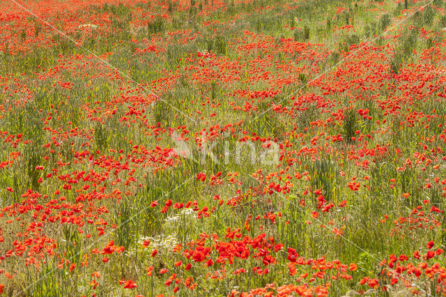 Klaproos (Papaver spec.)