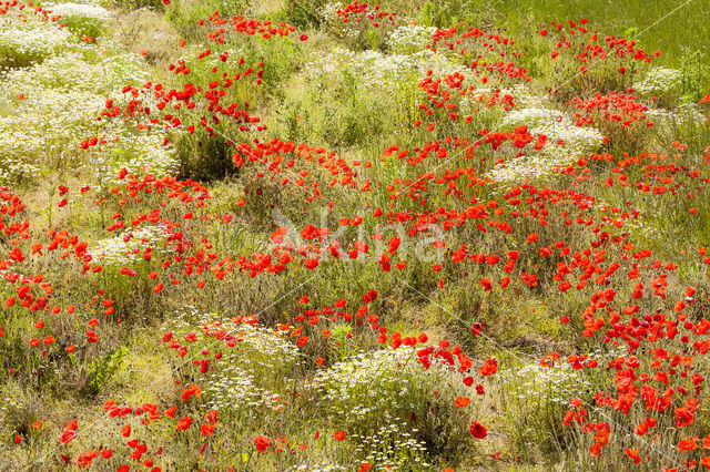 Klaproos (Papaver spec.)