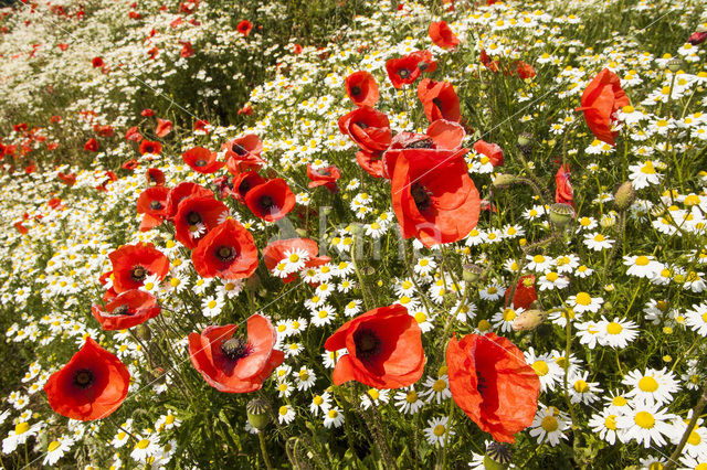 Klaproos (Papaver spec.)