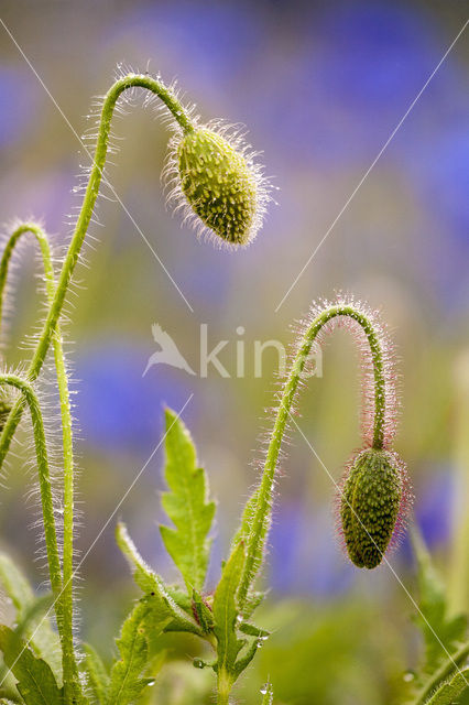 Poppy (Papaver spec.)