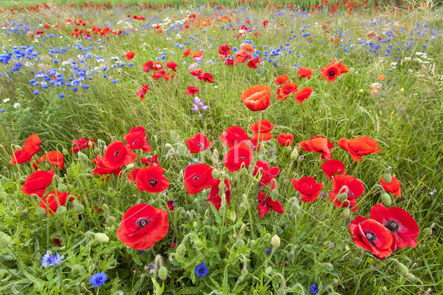 Klaproos (Papaver spec.)