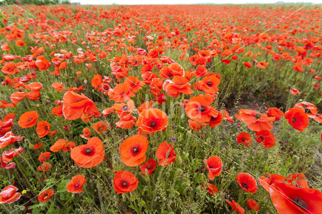 Klaproos (Papaver spec.)