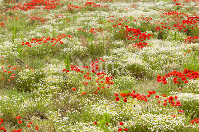 Poppy (Papaver spec.)