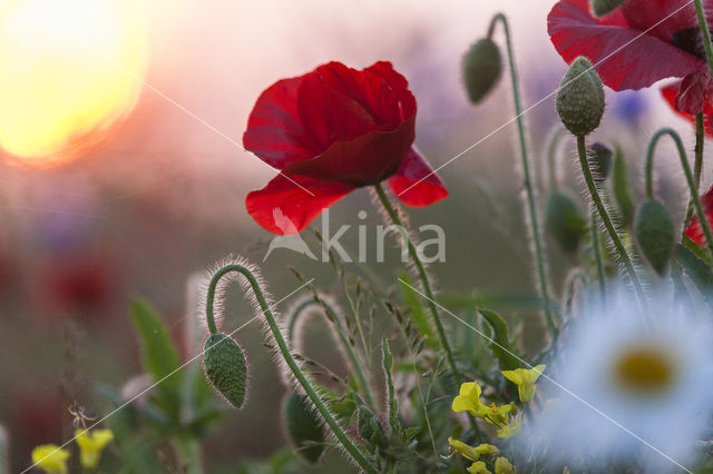 Klaproos (Papaver spec.)