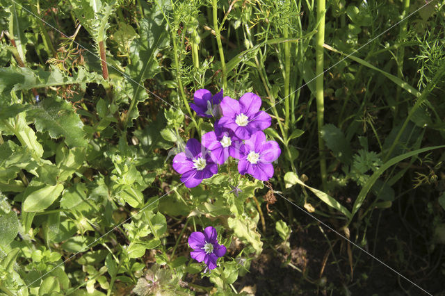 Klein spiegelklokje (Legousia hybrida)