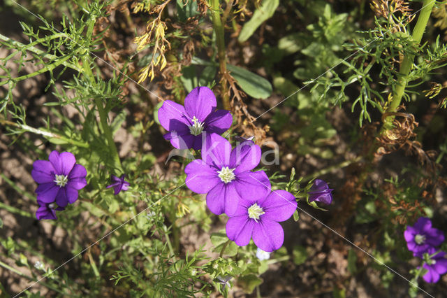 Klein spiegelklokje (Legousia hybrida)