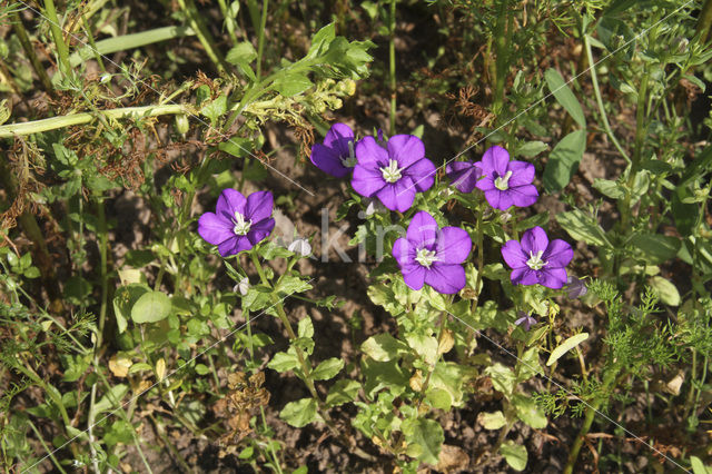 Venus’s-looking-glass (Legousia hybrida)