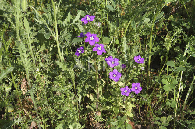 Venus’s-looking-glass (Legousia hybrida)