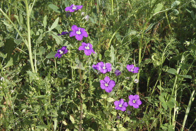 Klein spiegelklokje (Legousia hybrida)