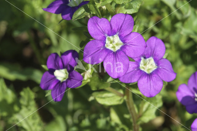 Klein spiegelklokje (Legousia hybrida)