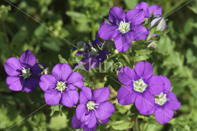 Klein spiegelklokje (Legousia hybrida)